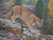 The possibility of seeing a mountain lion in Pennsylvania