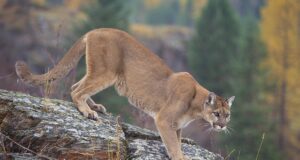 The possibility of seeing a mountain lion in Pennsylvania