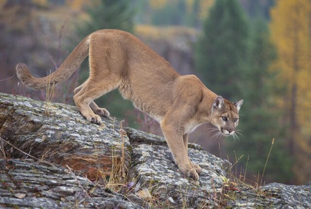 The possibility of seeing a mountain lion in Pennsylvania
