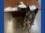 Police K-9 finds large quantity of drugs during traffic stop in Ohio
