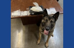 Police K-9 finds large quantity of drugs during traffic stop in Ohio