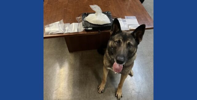 Police K-9 finds large quantity of drugs during traffic stop in Ohio