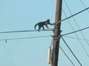 Police searching for monkey that escaped from zoo in North Carolina