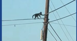 Police searching for monkey that escaped from zoo in North Carolina