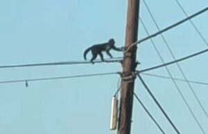 Police searching for monkey that escaped from zoo in North Carolina