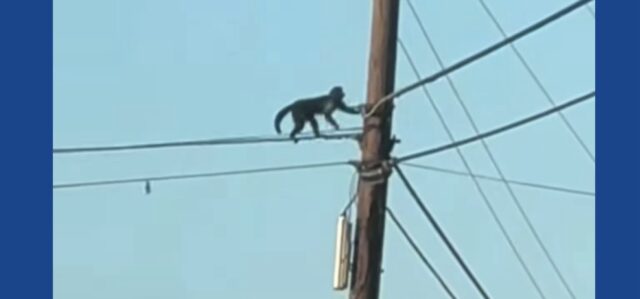 Police searching for monkey that escaped from zoo in North Carolina