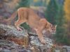 The possibility of mountain lions returning to Kentucky
