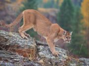 The possibility of mountain lions returning to North Carolina