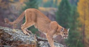 The possibility of mountain lions returning to North Carolina