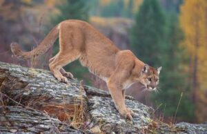 The possibility of mountain lions returning to Tennessee