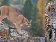 Telling the difference between a bobcat and a mountain lion in Ohio