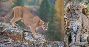 Telling the difference between a bobcat and a mountain lion in Ohio