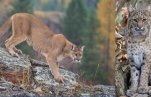 Telling the difference between a bobcat and a mountain lion in Ohio