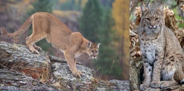 Telling the difference between a bobcat and a mountain lion in Ohio