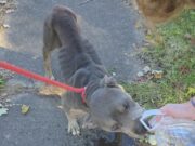 One person arrested after two starving dogs rescued in Ohio