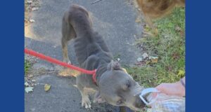 One person arrested after two starving dogs rescued in Ohio