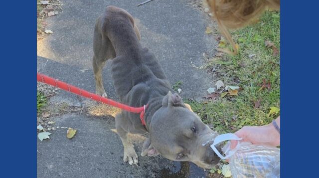 One person arrested after two starving dogs rescued in Ohio