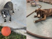 Four puppies abandoned at Ohio campground, investigation underway