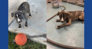 Four puppies abandoned at Ohio campground, investigation underway