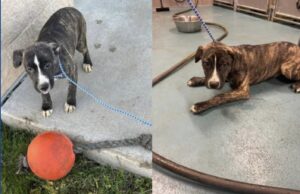 Four puppies abandoned at Ohio campground, investigation underway