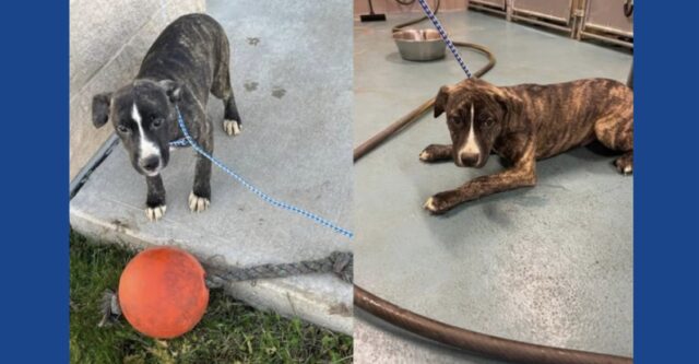 Four puppies abandoned at Ohio campground, investigation underway