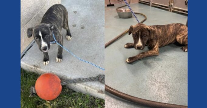 Four puppies abandoned at Ohio campground, investigation underway