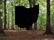 Rarely seen animal spotted in parts of Ohio