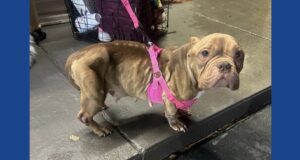 One person arrested after dog found malnourished in South Carolina