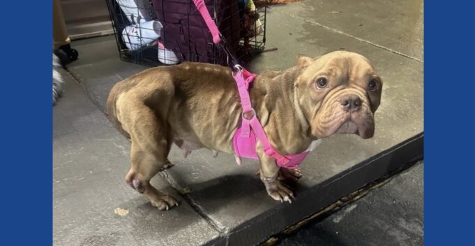 One person arrested after dog found malnourished in South Carolina