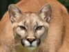 The possibility of mountain lions returning to Kentucky