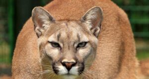 The possibility of mountain lions returning to Indiana
