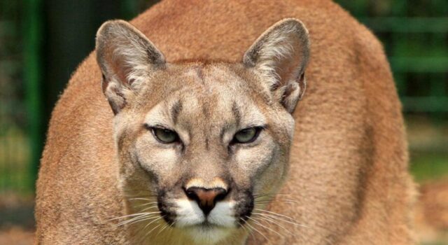The possibility of mountain lions returning to Indiana