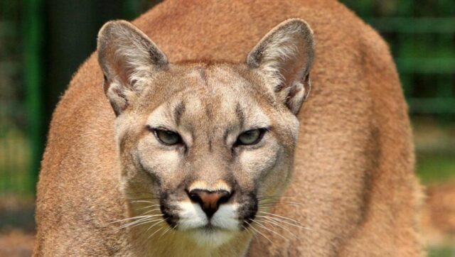 The possibility of mountain lions returning to Indiana