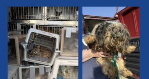 Nearly 100 animals rescued after being found living in deplorable conditions in Pennsylvania