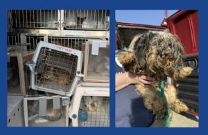Nearly 100 animals rescued after being found living in deplorable conditions in Pennsylvania