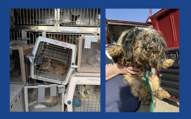 Nearly 100 animals rescued after being found living in deplorable conditions in Pennsylvania