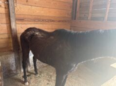 Over 150 animals seized following animal cruelty investigation in Virginia