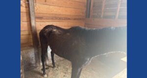 Over 150 animals seized following animal cruelty investigation in Virginia