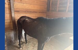 Over 150 animals seized following animal cruelty investigation in Virginia
