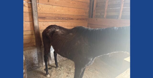 Over 150 animals seized following animal cruelty investigation in Virginia