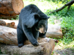 Multiple black bear sightings reported in Mississippi