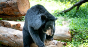 Multiple black bear sightings reported in Mississippi