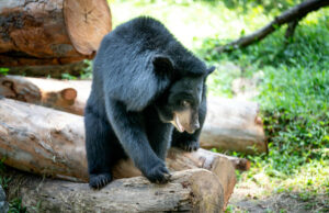 Multiple black bear sightings reported in Mississippi