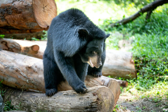 Multiple black bear sightings reported in Mississippi