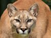 Mountain lion sightings reported in Ohio despite stated extinction