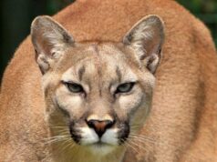 Mountain lion sightings reported in Ohio despite stated extinction