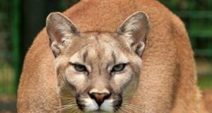 Mountain lion sightings reported in Kentucky despite said extinction