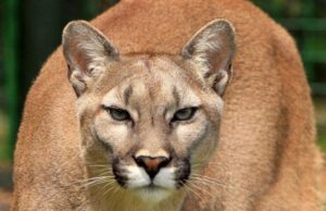 Mountain lion sightings reported in Ohio despite stated extinction