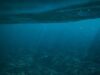 Long-lost ancient ocean left its mark on Ohio, geologists say