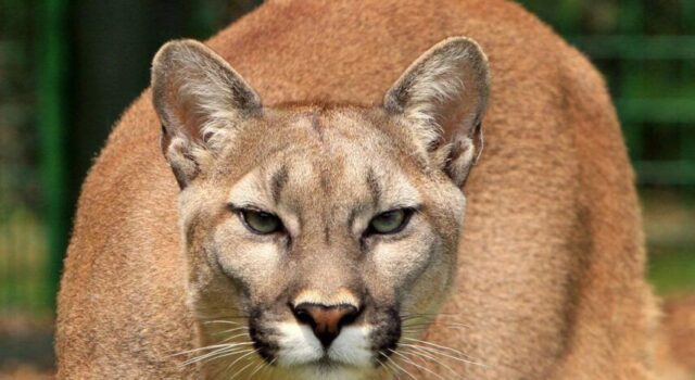 Mountain lion sightings reported in Maryland despite said extinction